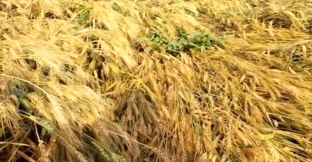 Hailstorm Damage Agriculture In Akola