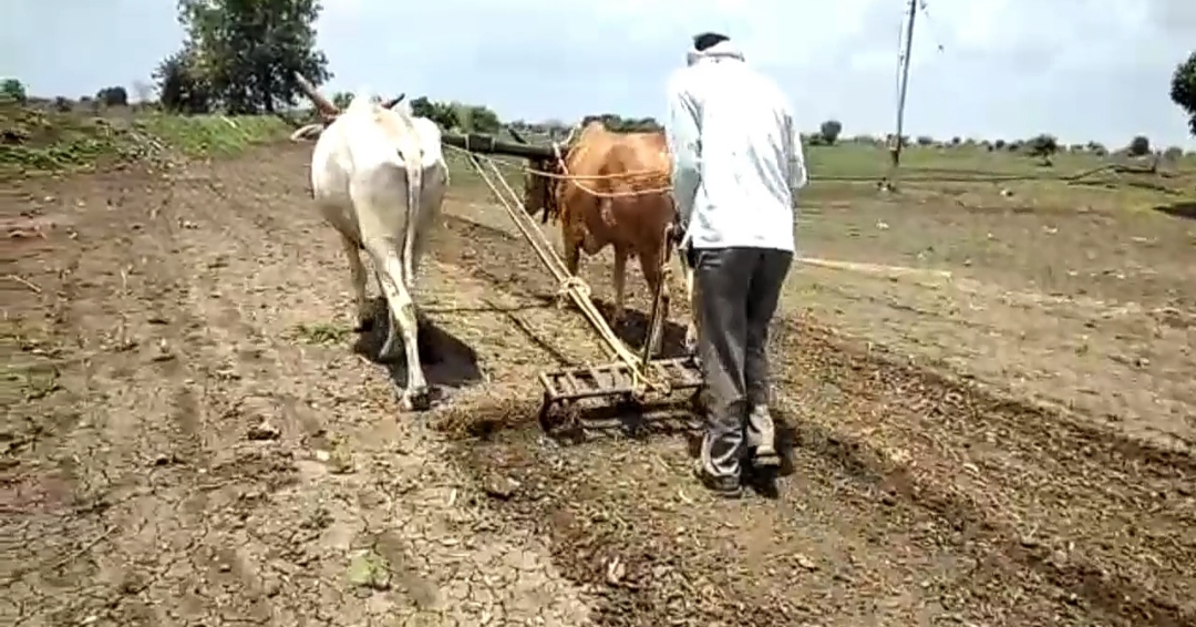 farmers removed soybean crop Due to lack of rain in akola