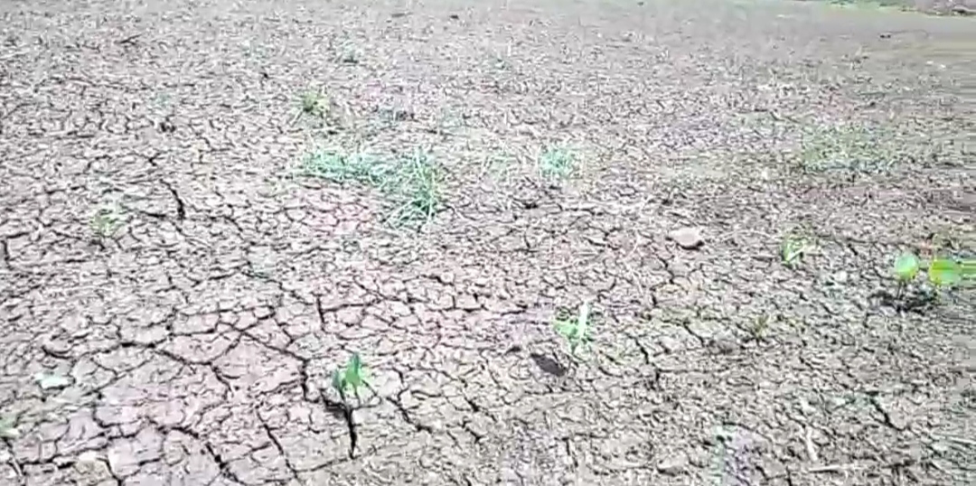 farmers removed soybean crop Due to lack of rain in akola