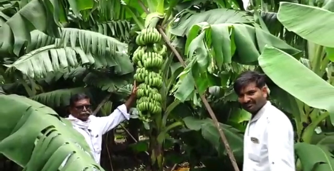 without using electricity Water taken by farmers in akola