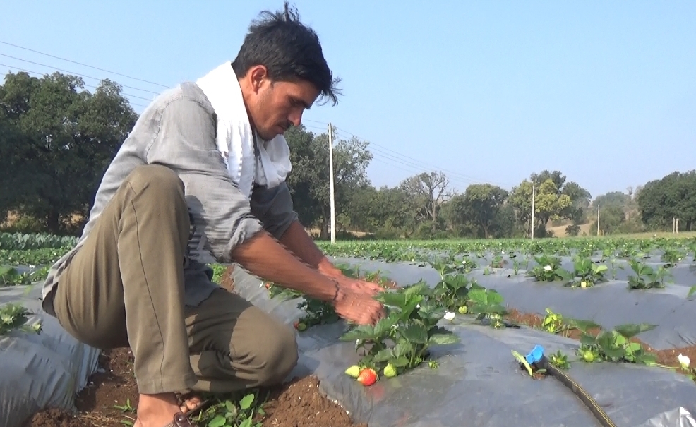 strawberry farms chikhladara
