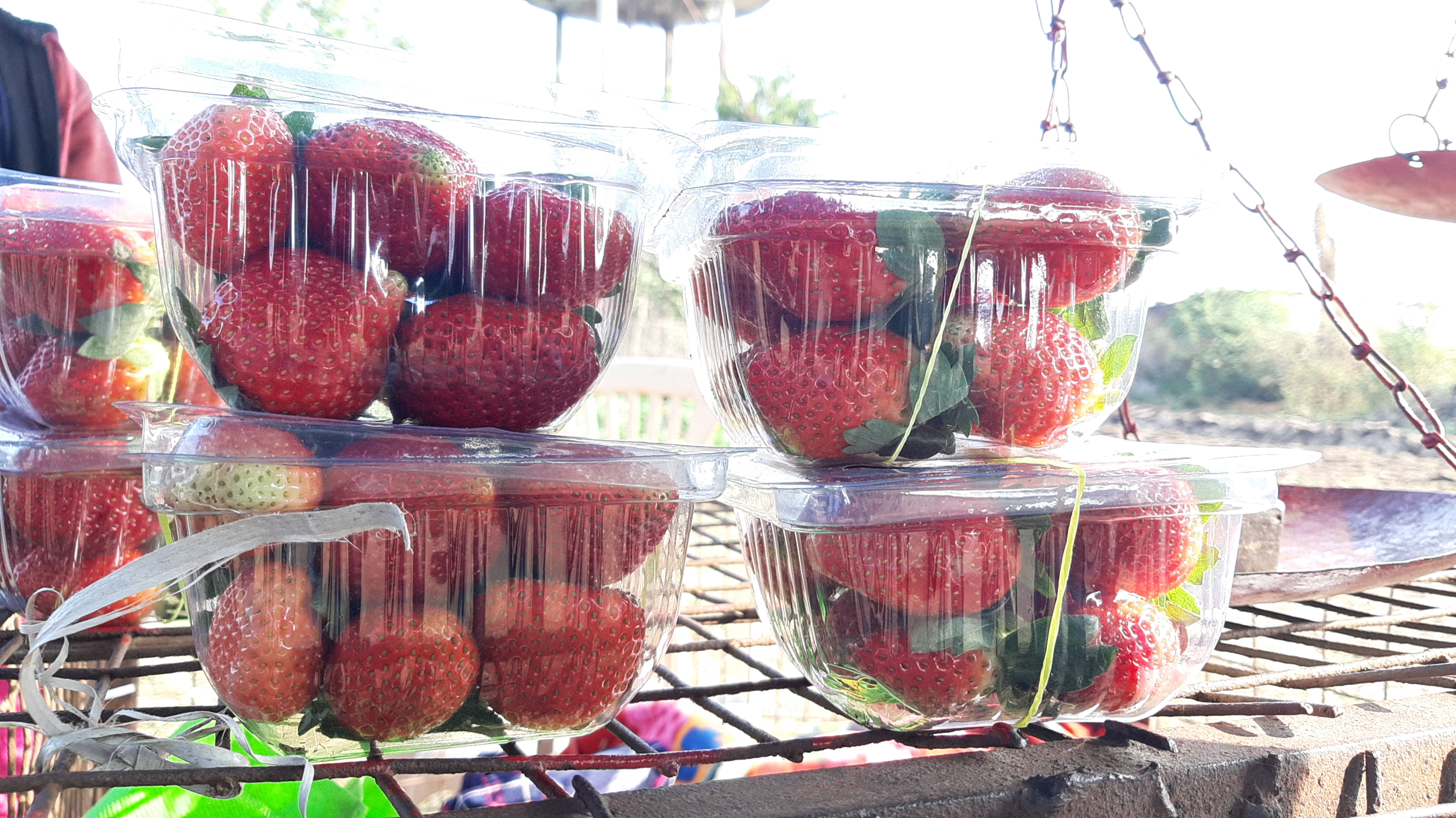 strawberry farms chikhladara