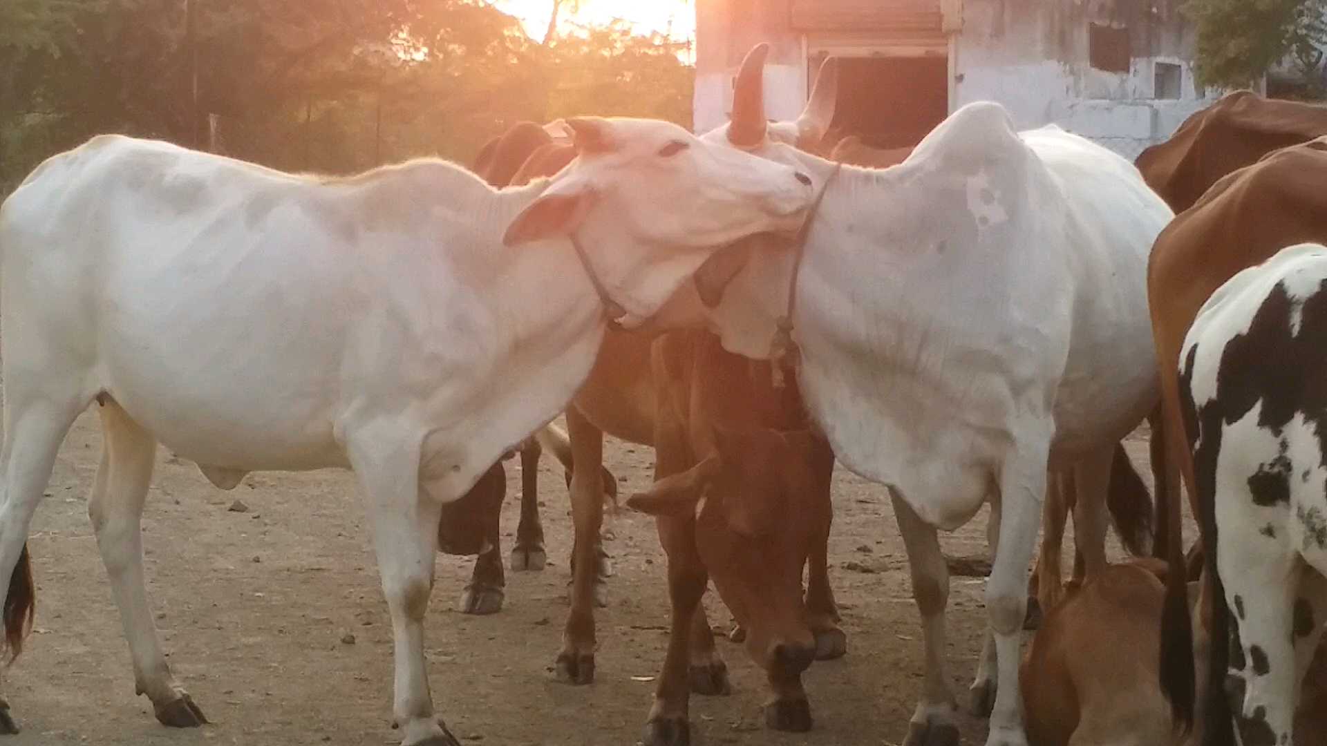 lumpy skin disease vaccination