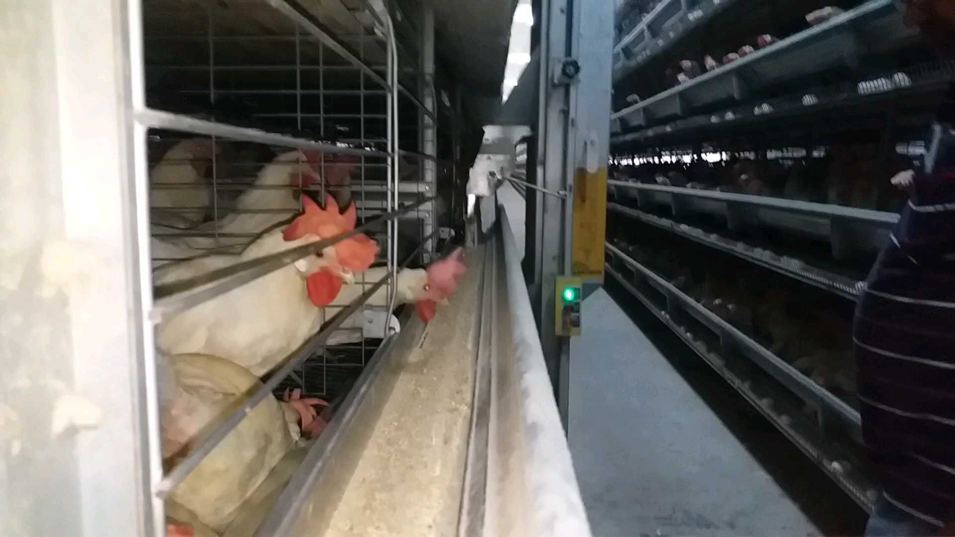 modern poultry farm in india