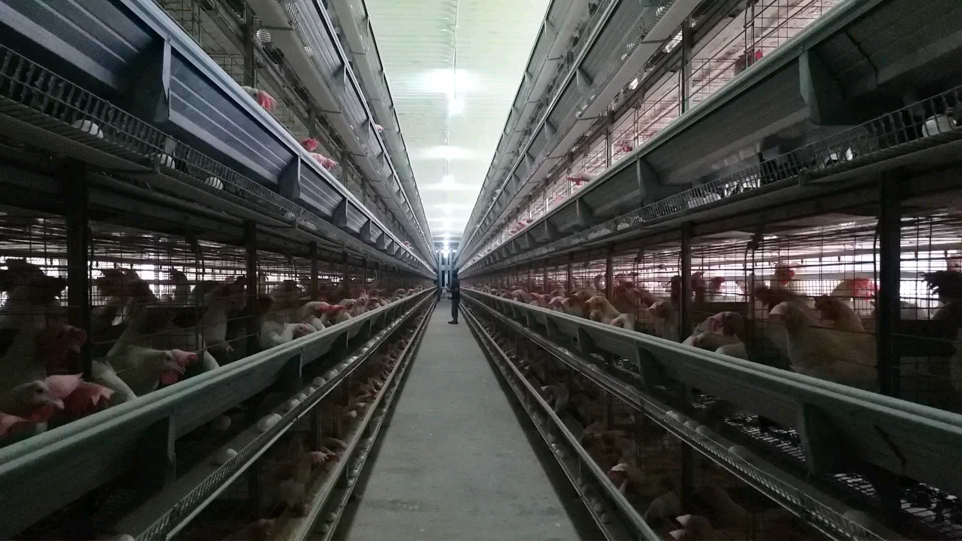 modern poultry farm in india