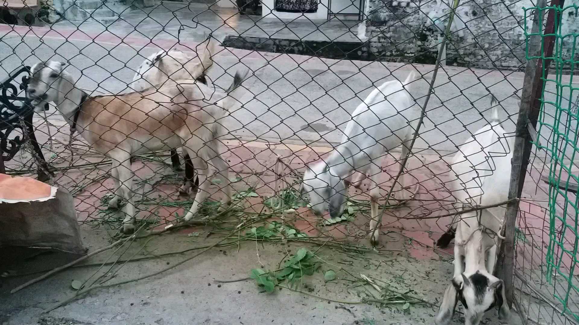 कत्तलखान्यांवर बंदी