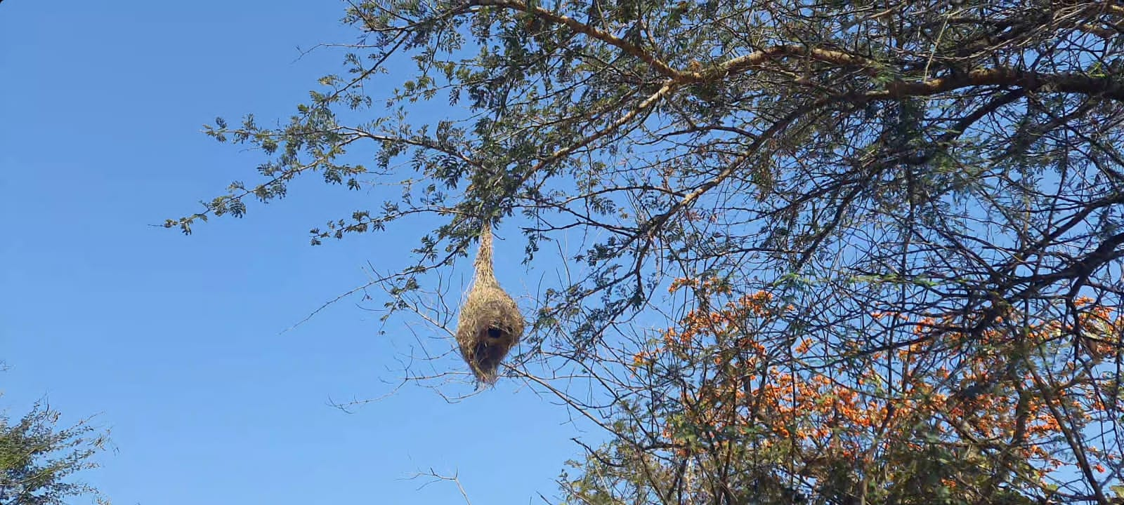 Survey of Sparrows in Amaravati