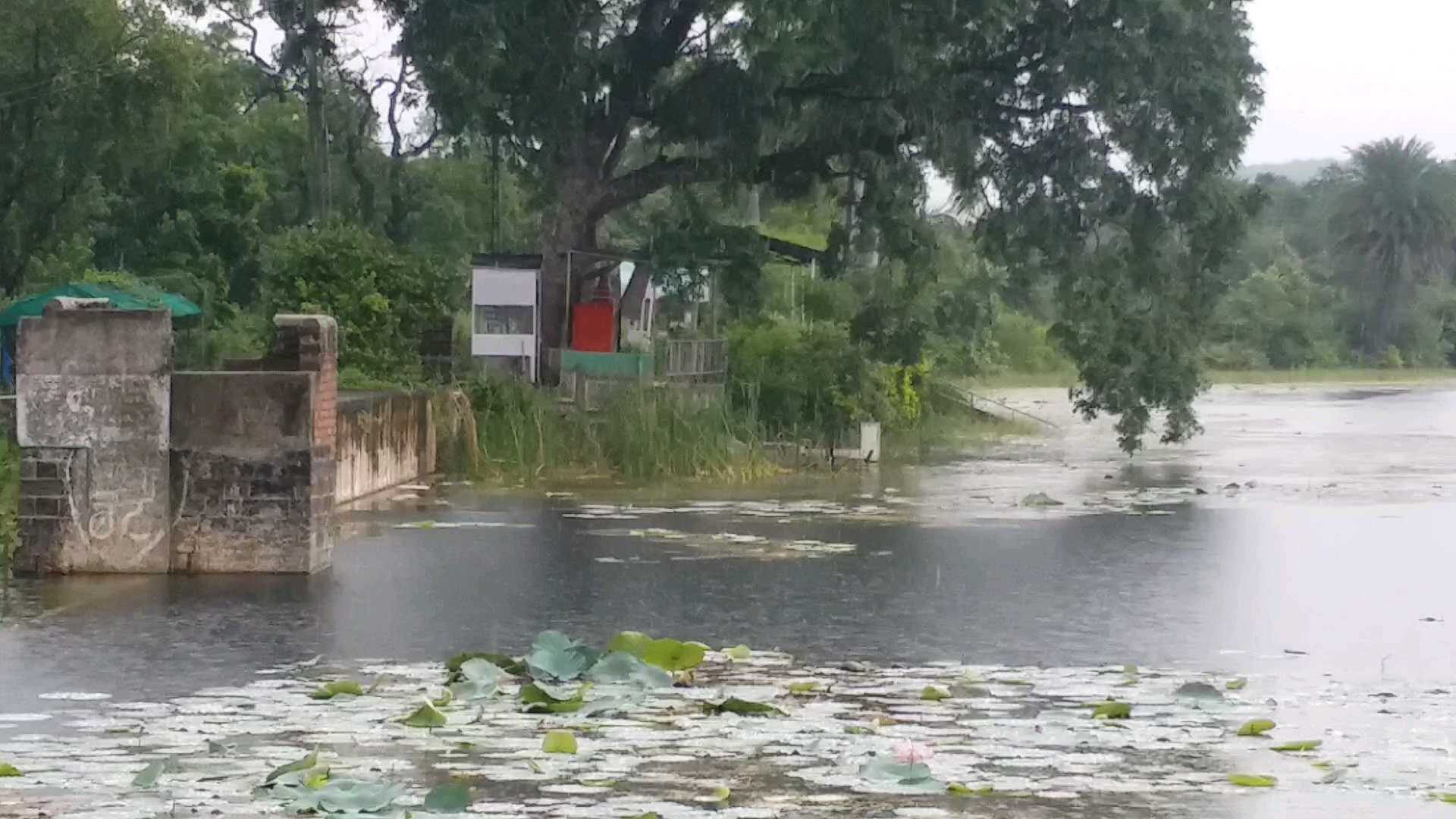 अमरावतीसह संपूर्ण विदर्भात पाऊस