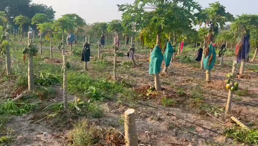 papaya-garden-has-been-cut-by-opposition-after-daughter-in-law-won-gram-panchayat-elections-in-maharashtra