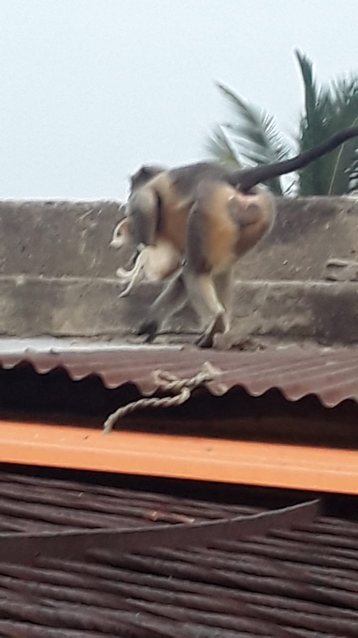 Monkeys Kill dog