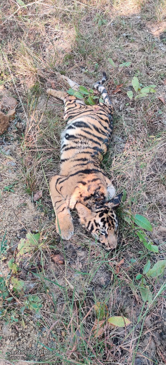 ताडोबा प्रकल्पात आणखी चार बछडे आढळले मृतावस्थेत