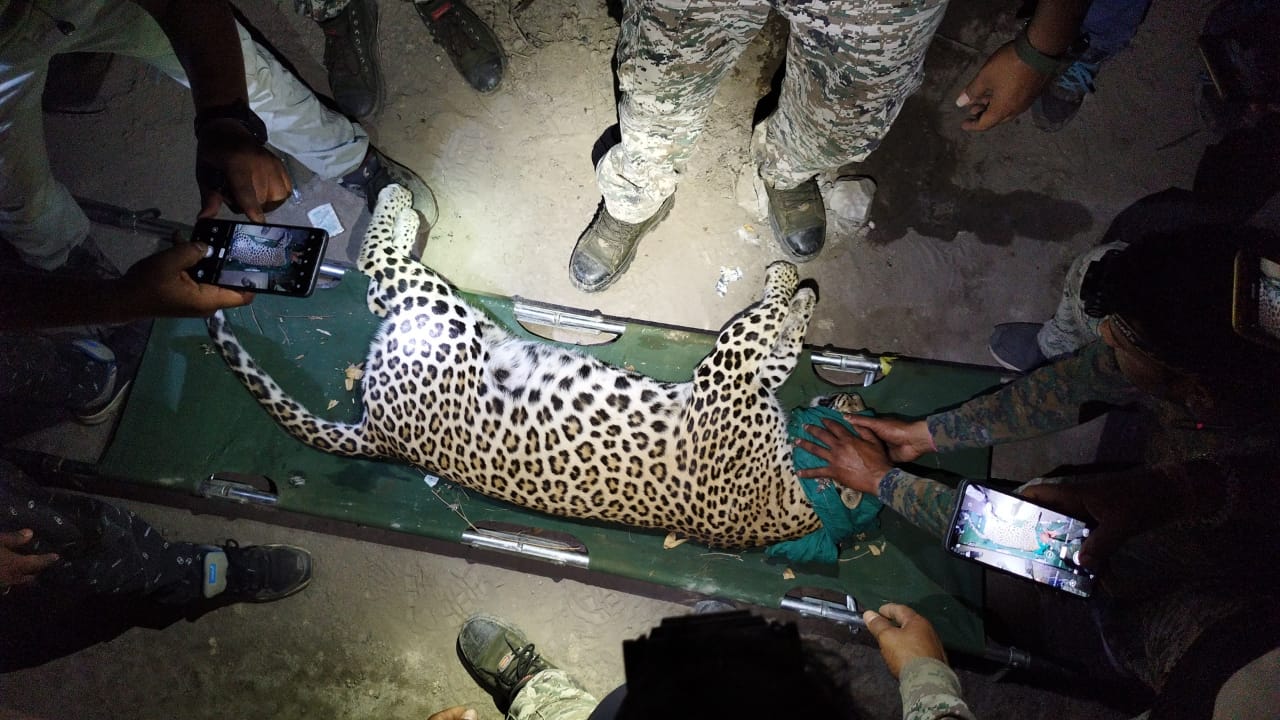 Caught Man Eater Leopard in Chandrapur