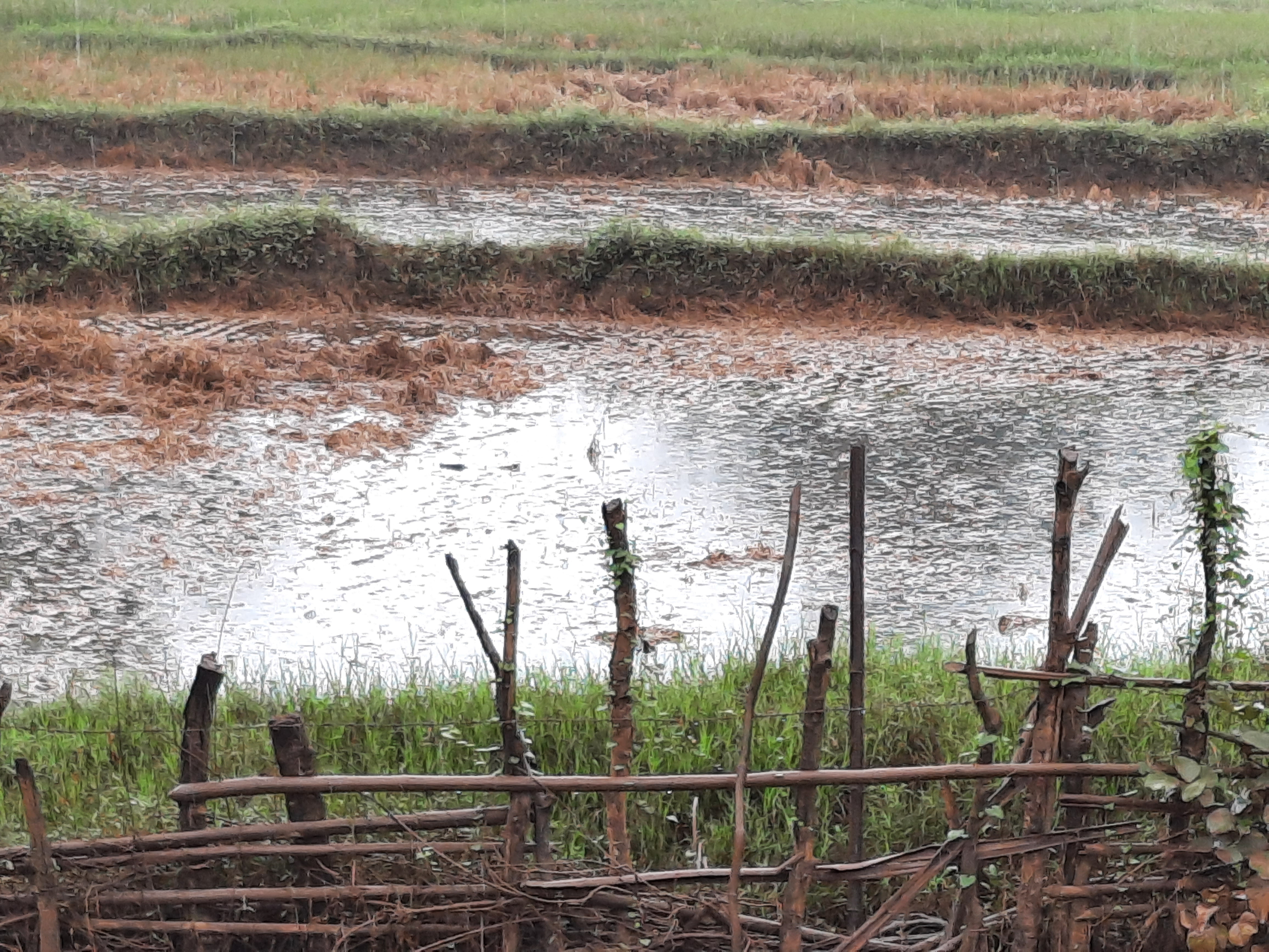 gadchiroli agriculture news