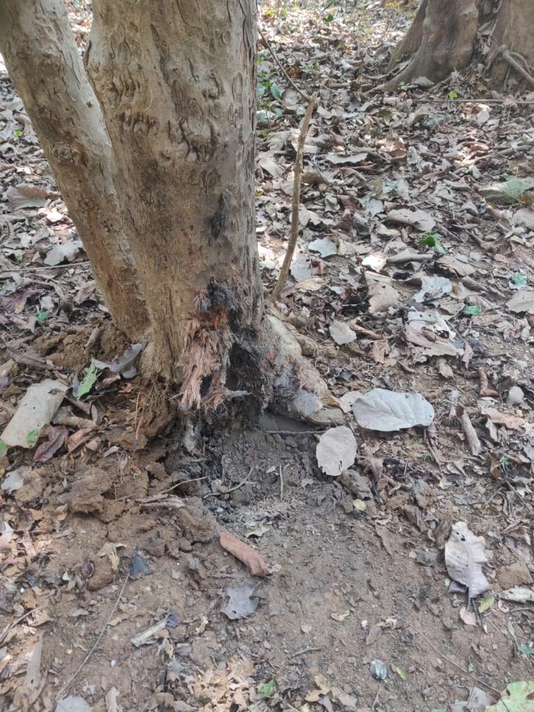 naxalite in gadchiroli