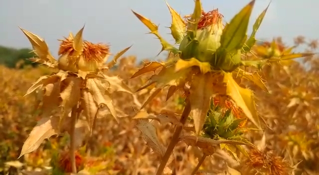 oilseed crop