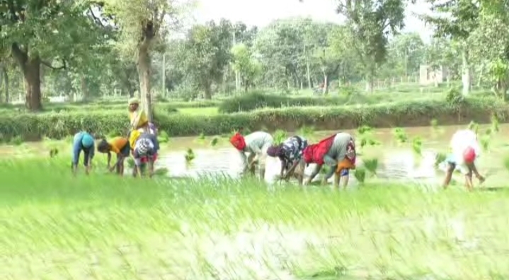 Salary and working hours of agricultural laborers fixed in Pandharabodi, gondia