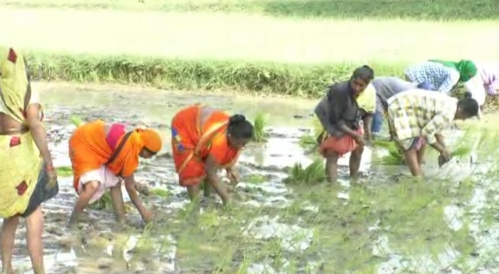 Salary and working hours of agricultural laborers fixed in Pandharabodi, gondia