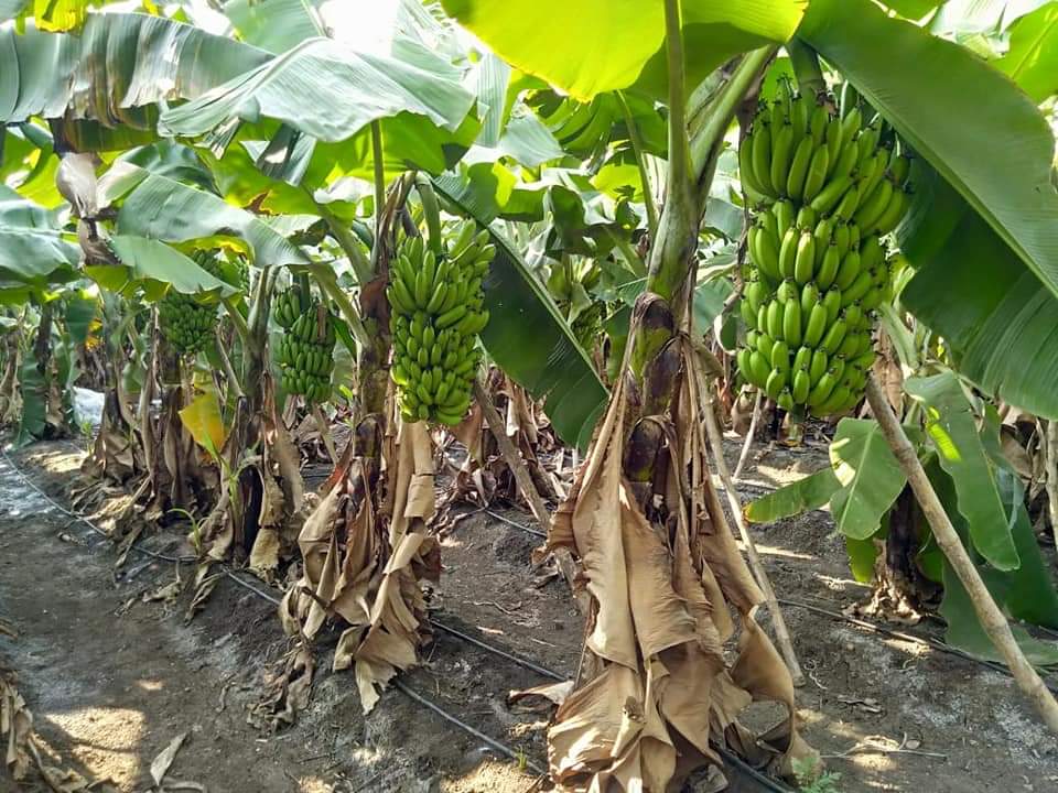 BANANA FARMERS IN PROBLEMS DUE TO CORONA VIRUS