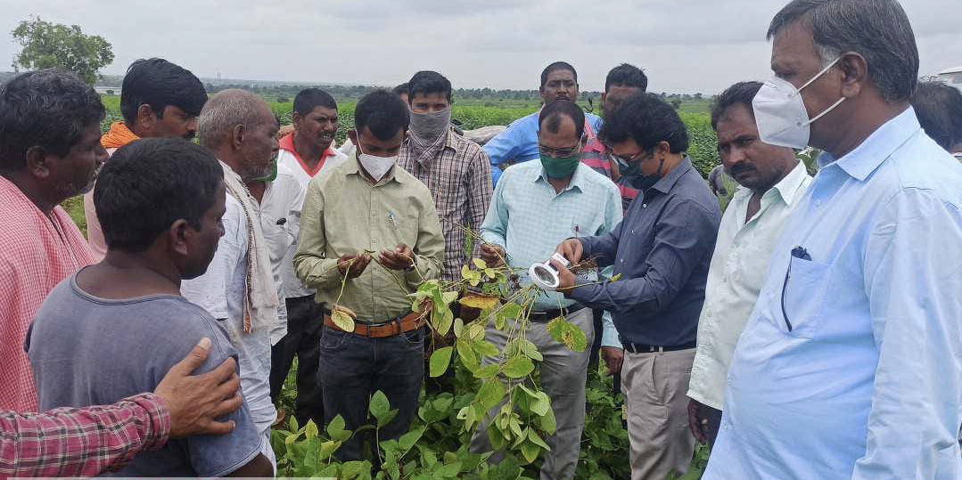 soybean-crops-damaged-due-to-rain-in-hingoli-district