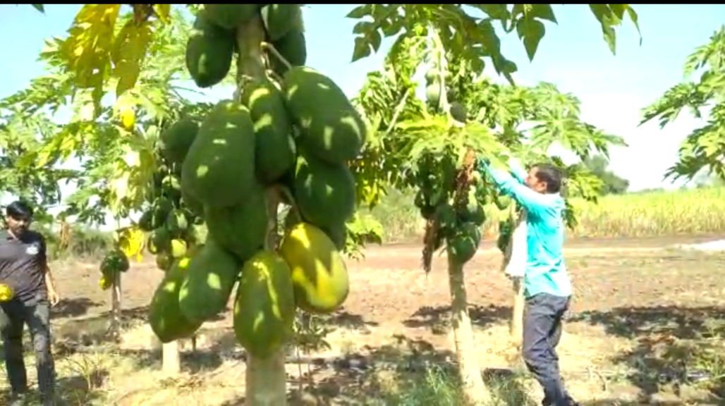 hingoli payaya farming