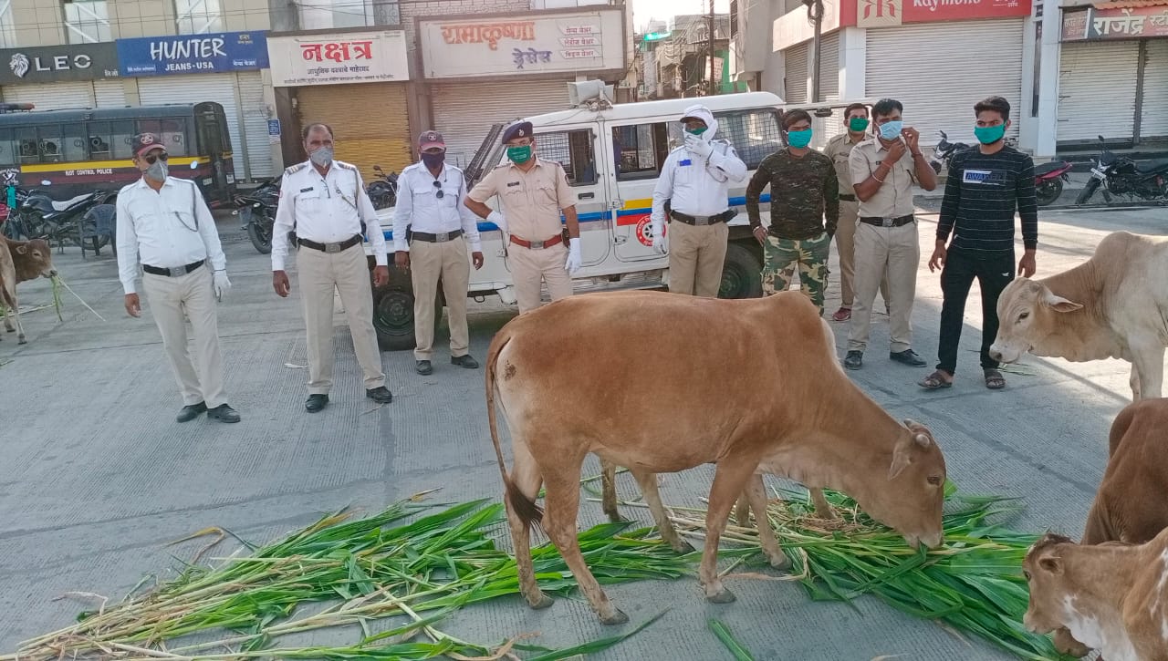 Hingoli traffic police provided fodder for the animals