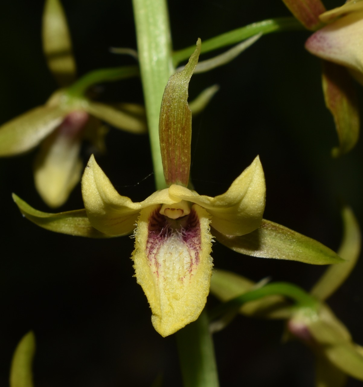 existence of orchids in the forest