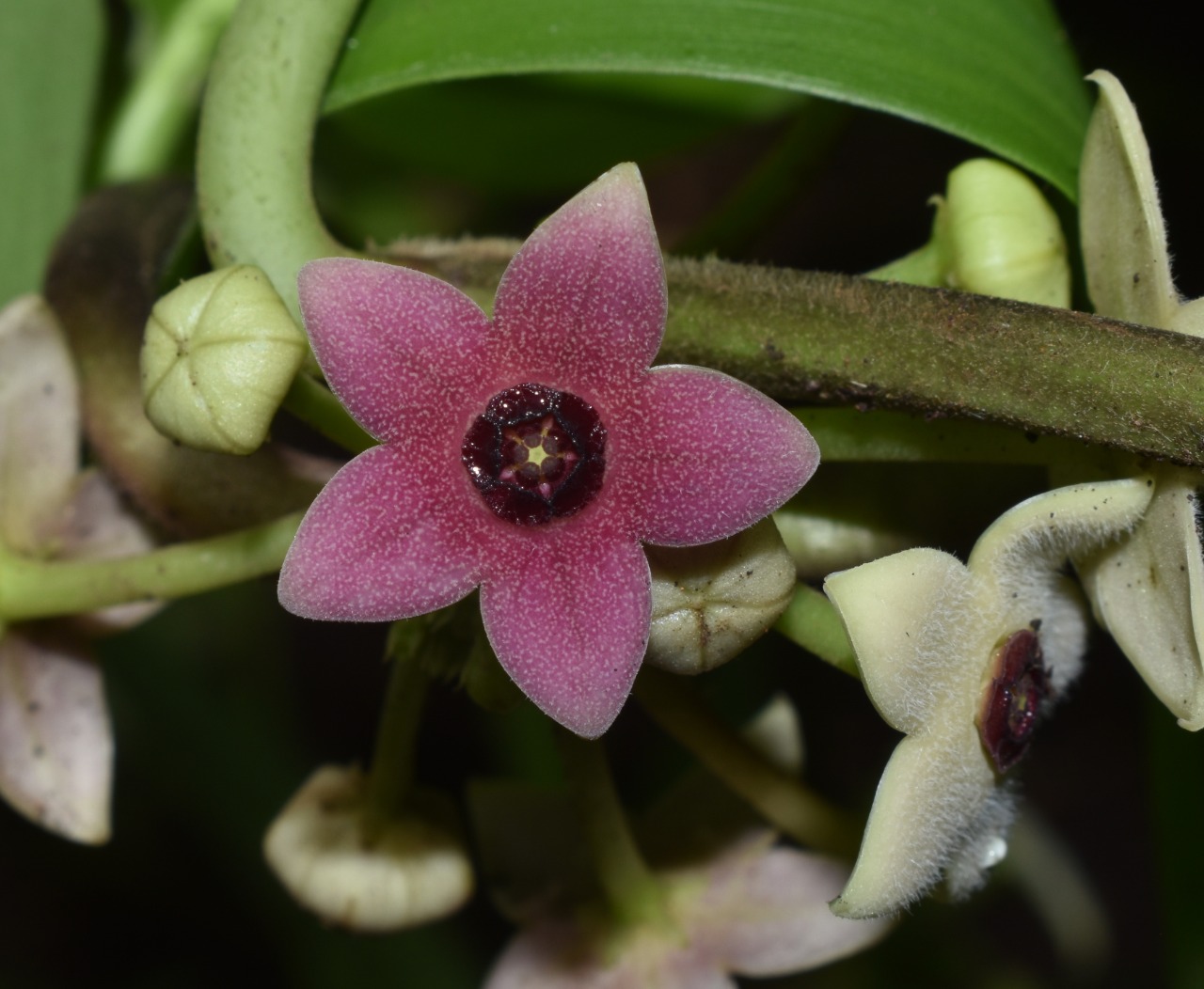 existence of orchids in the forest