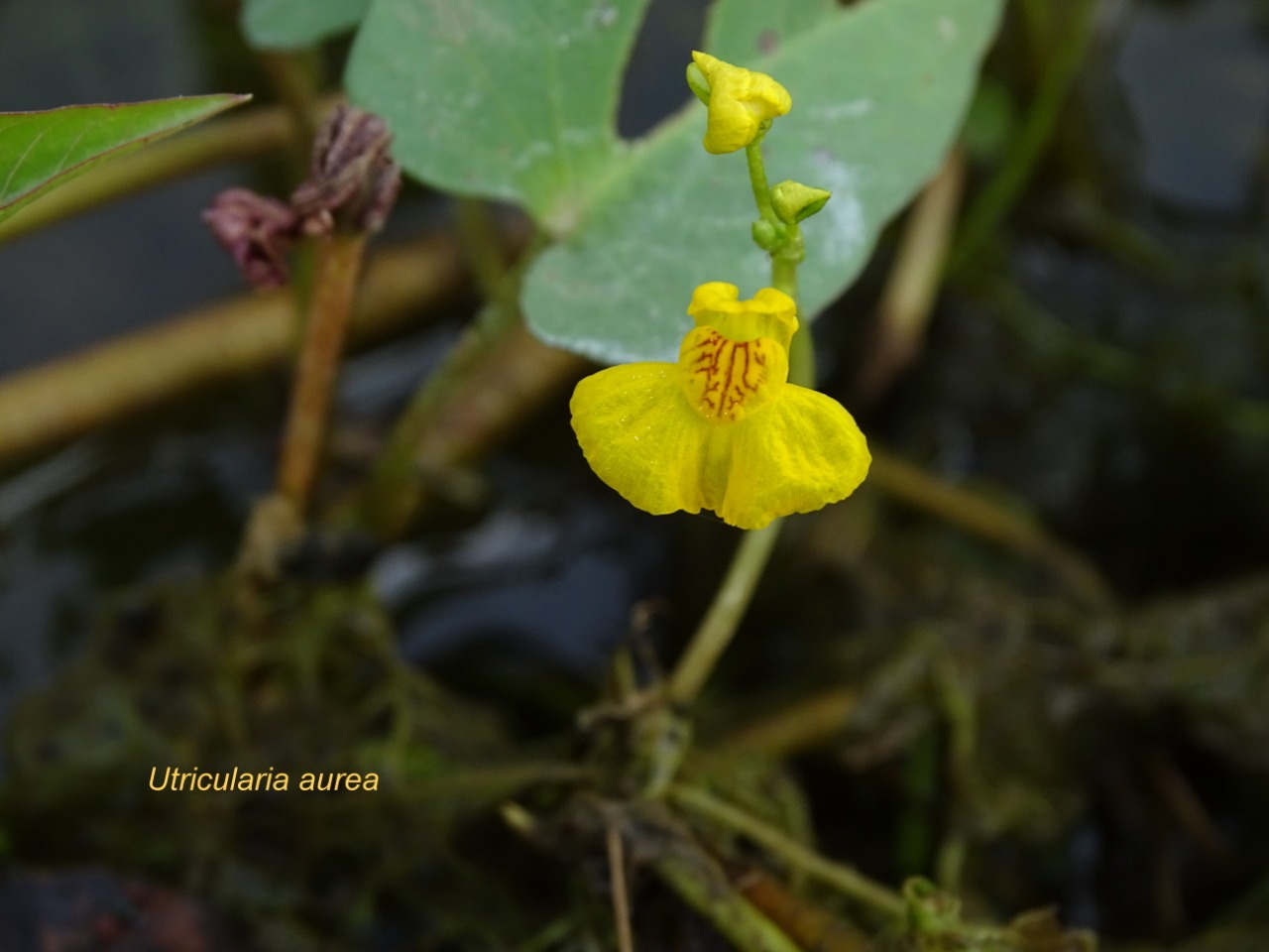 existence of orchids in the forest