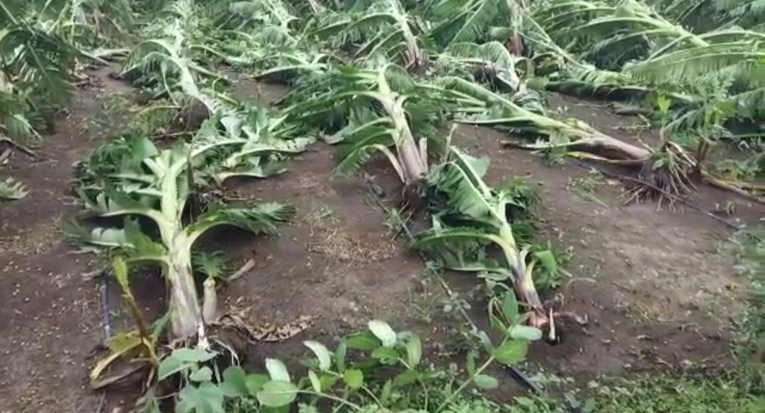 Heavy rain destroys banana crop in jalgaon amid Covid lockdown