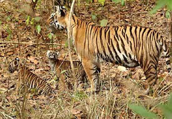 Melghat to Gujrat tiger corridor issue pending at last 9 years