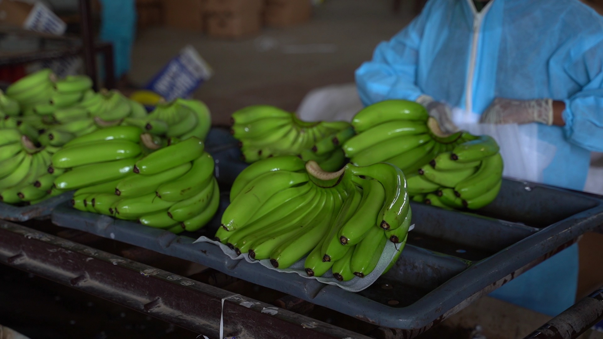 jalgaon gi certified banana