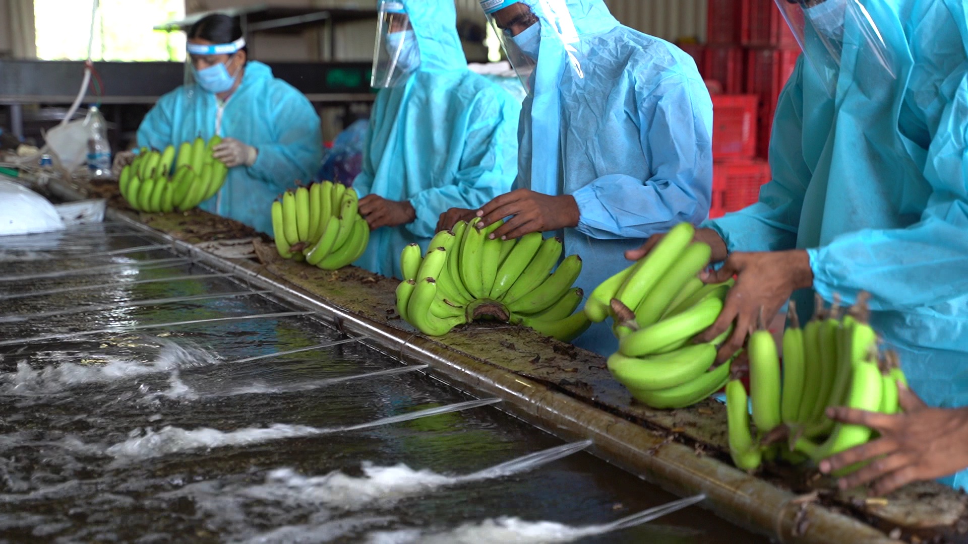 jalgaon gi certified banana