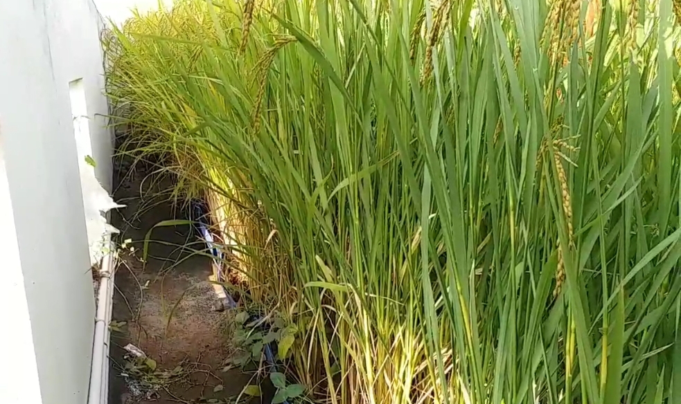 Agriculture enthusiast successfully grows rice on terrace using unique method