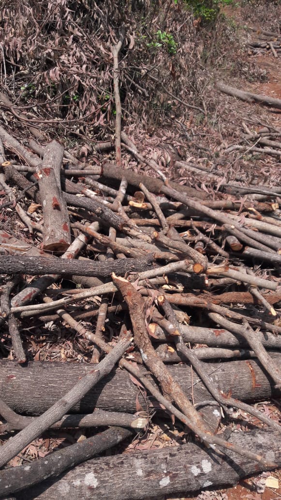 Kolhapur Trees Felled