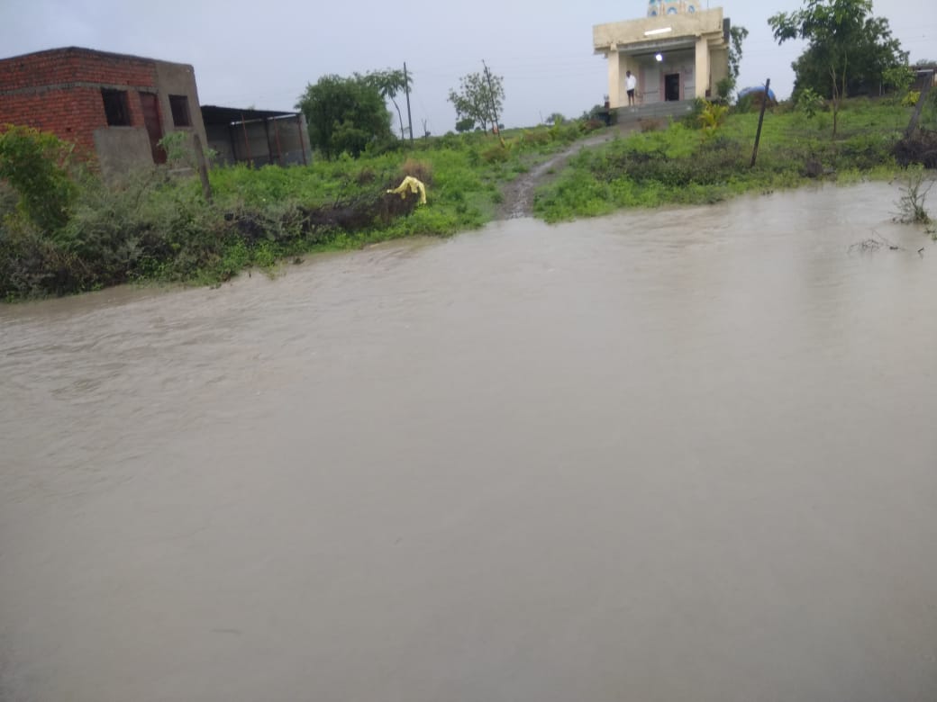 sprouted soybeans carried away due to Heavy rains latur