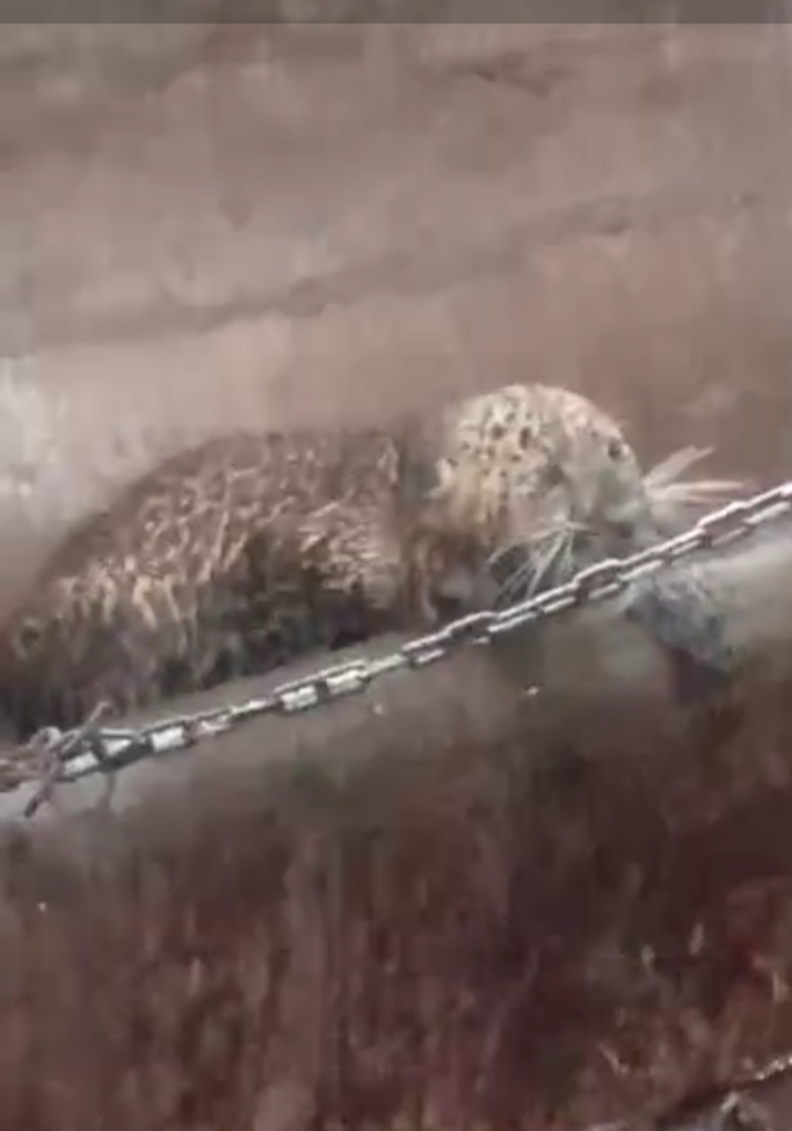 leopard cub news