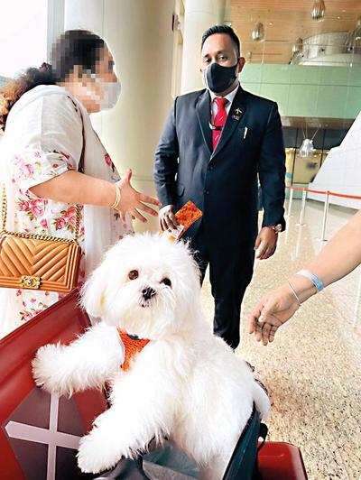 dog in air india flight