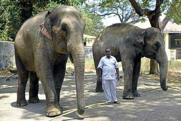 Lakshmi Elephant