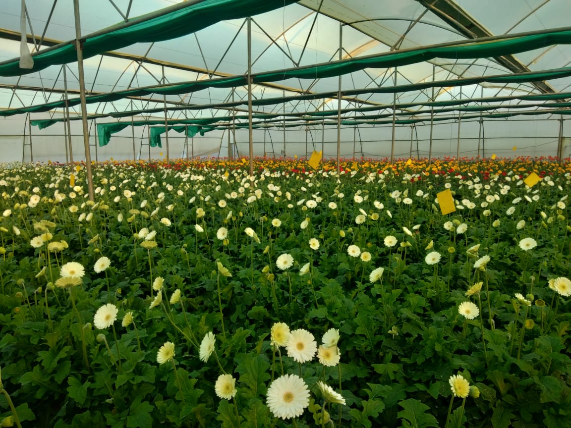 Gerbera flowers from Maharashtra have reached Delhi by Kisan Railway