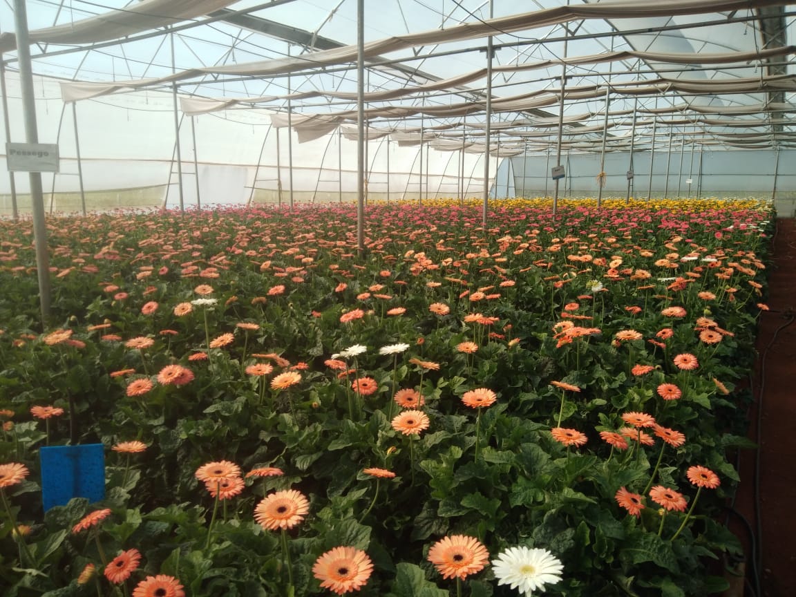 Gerbera flowers from Maharashtra have reached Delhi by Kisan Railway