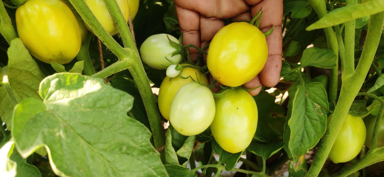 problem of  new virus impact on tomato