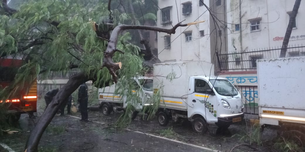 tree collapse Due to Heavy rain  in Aeroli area