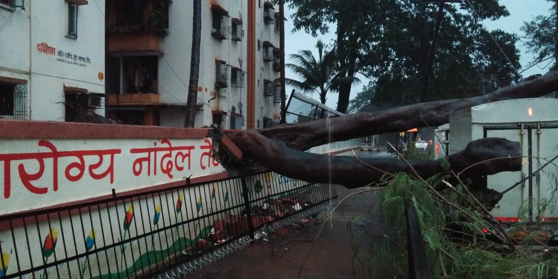 tree collapse Due to Heavy rain  in Aeroli area