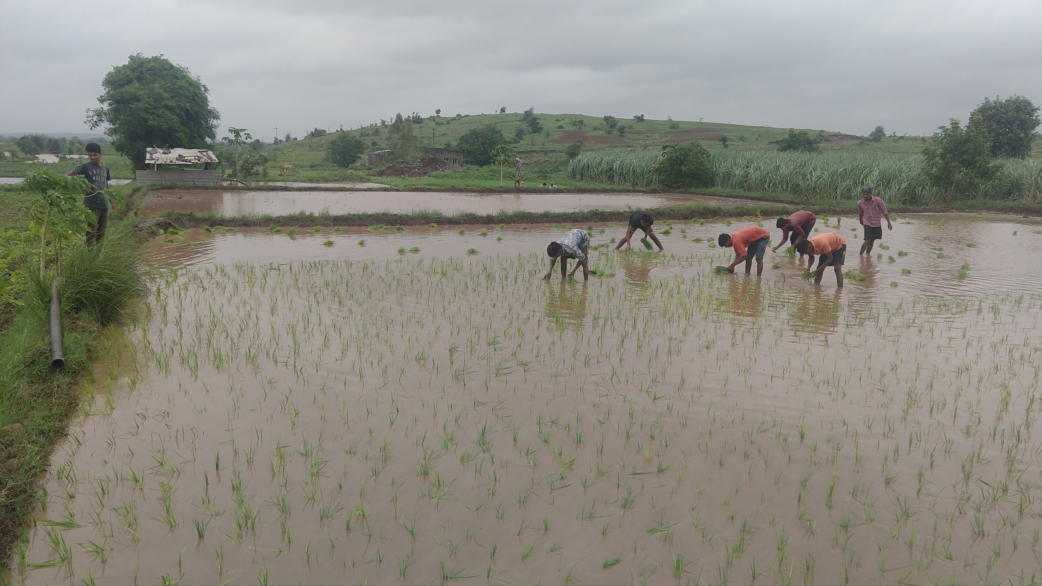 RICE FARM