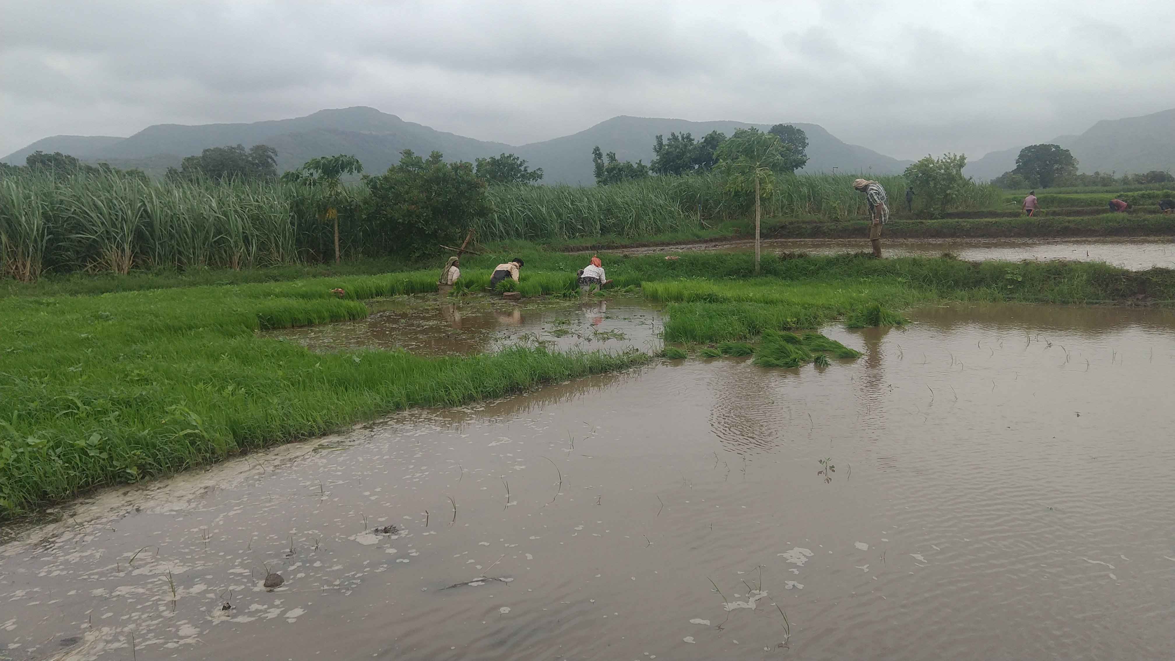 RICE FARM