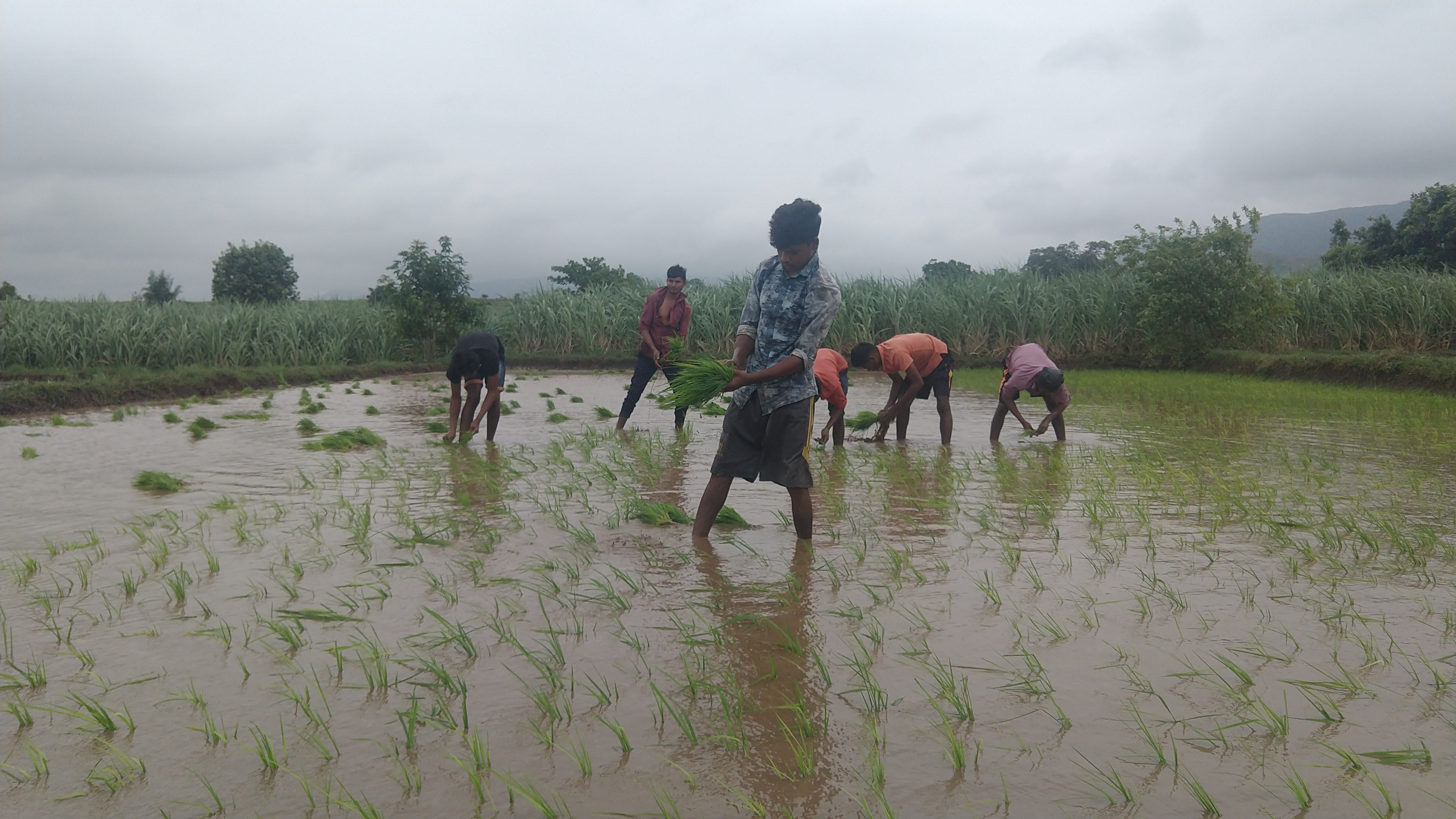 RICE FARM