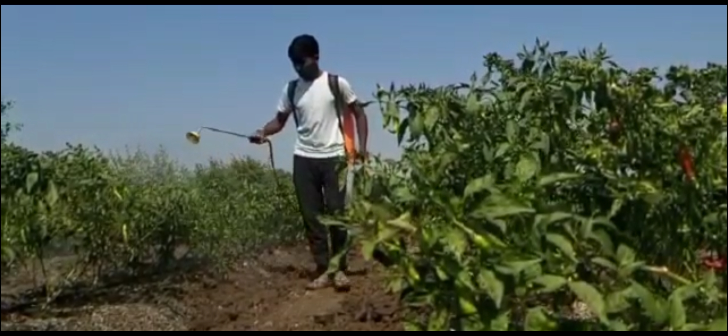 farming in nandurbar