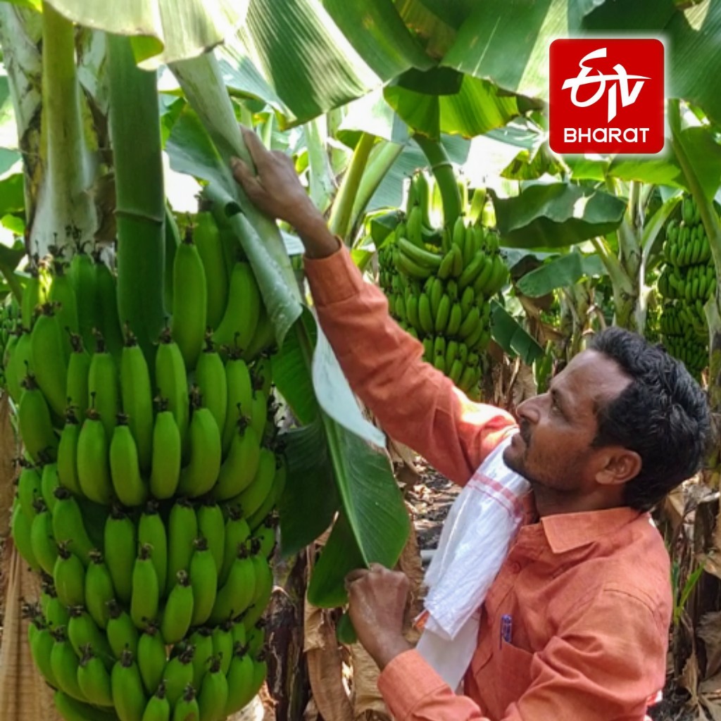 farmers are in trouble dou to lack of demand for banana crop