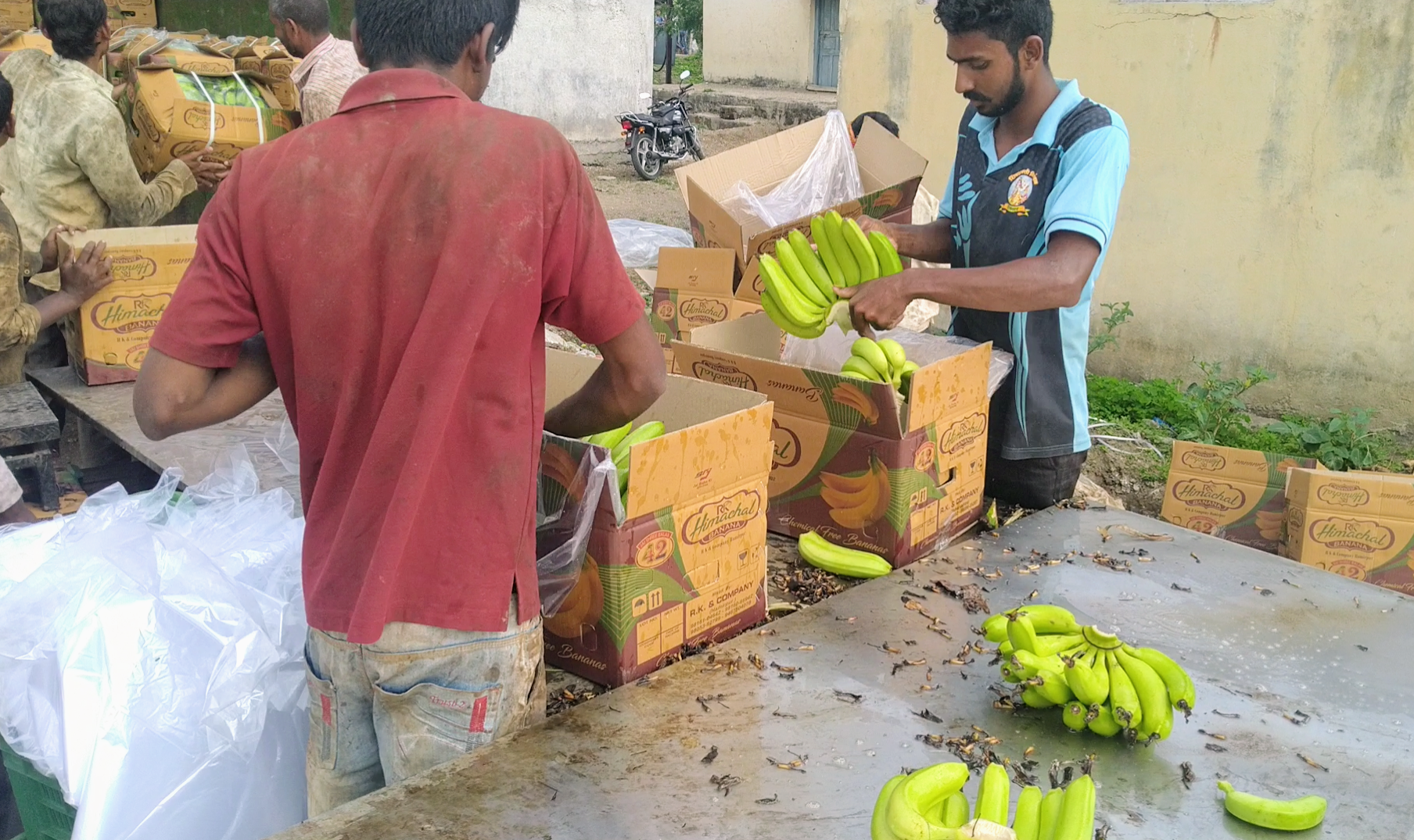 nanded district farmer on  banana adat