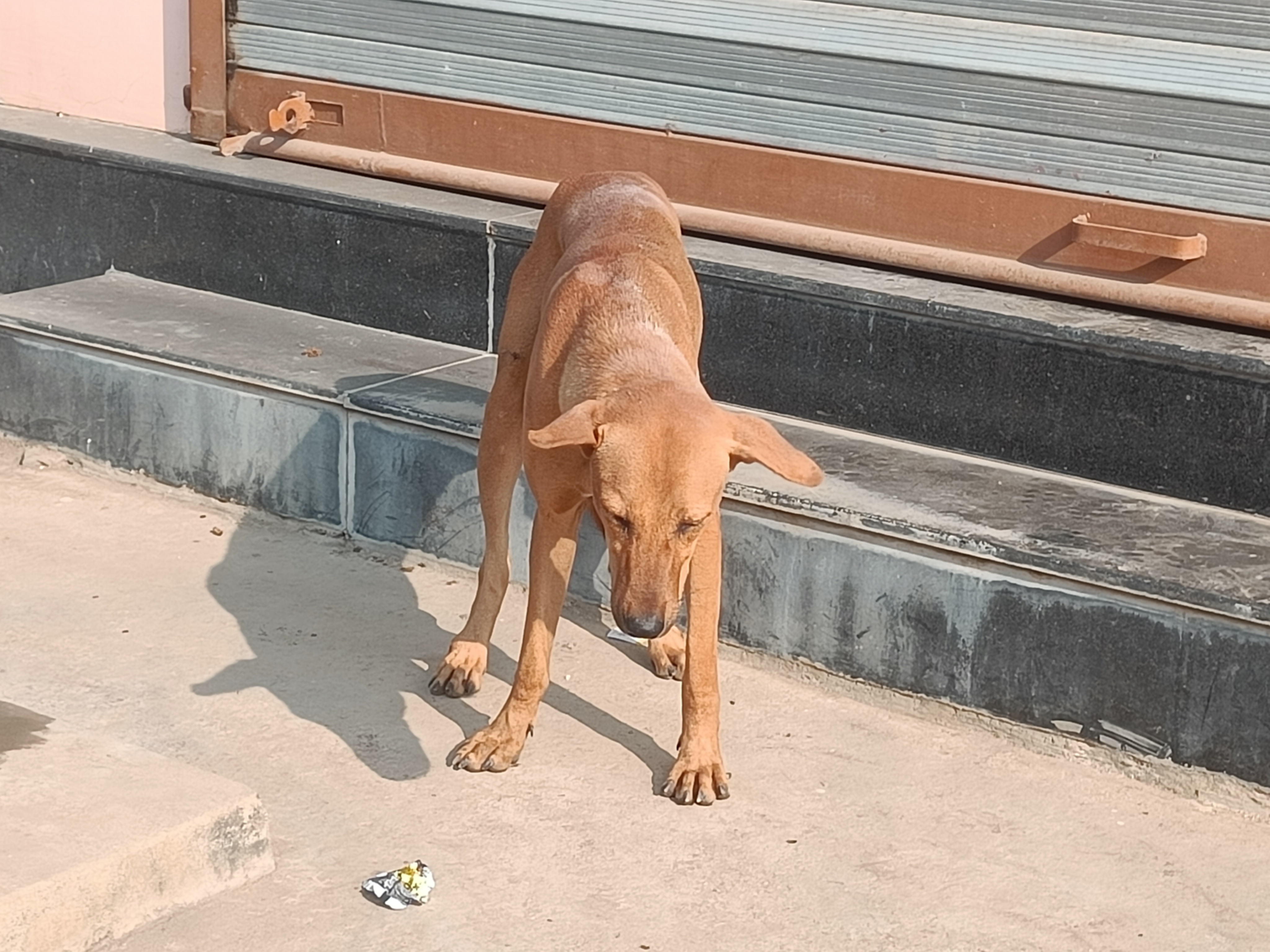 feeding stray dogs